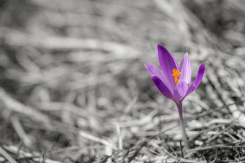 تصویر 2 از قیمت خرید زعفران فله ای عمده به صرفه و ارزان